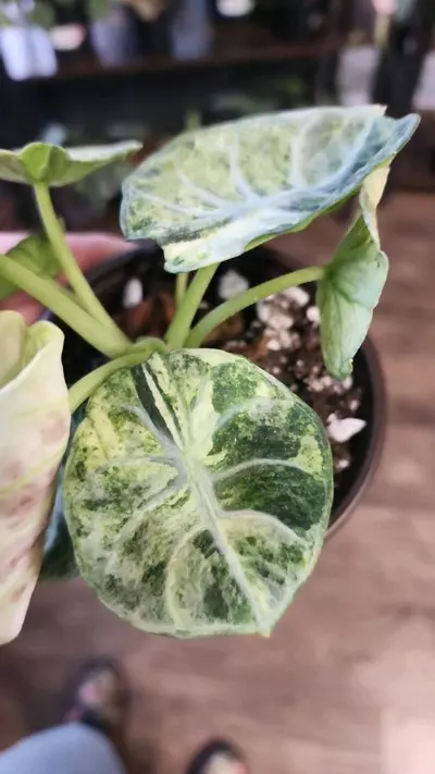 plant/Alocasia Ninja Tricolor-2-thumbnail
