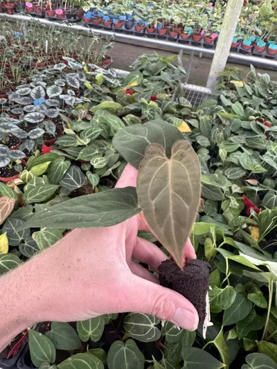 plant/Seed grown anthurium Warocqueanum x xone starter plant growers choice-6-thumbnail