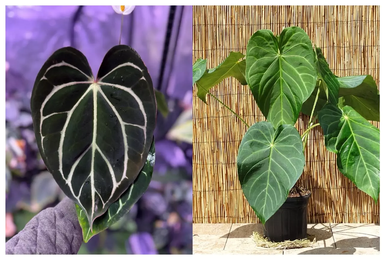 plant/Seed grown anthurium Carlablackiae x Magnificum verde starter plant growers choi-0
