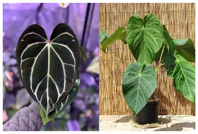 plant/Seed grown anthurium Carlablackiae x Magnificum verde starter plant growers choi-0-thumbnail