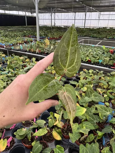 plant/Seed grown anthurium papillilaminum red sinus x king of spades starter plant gro-3-thumbnail