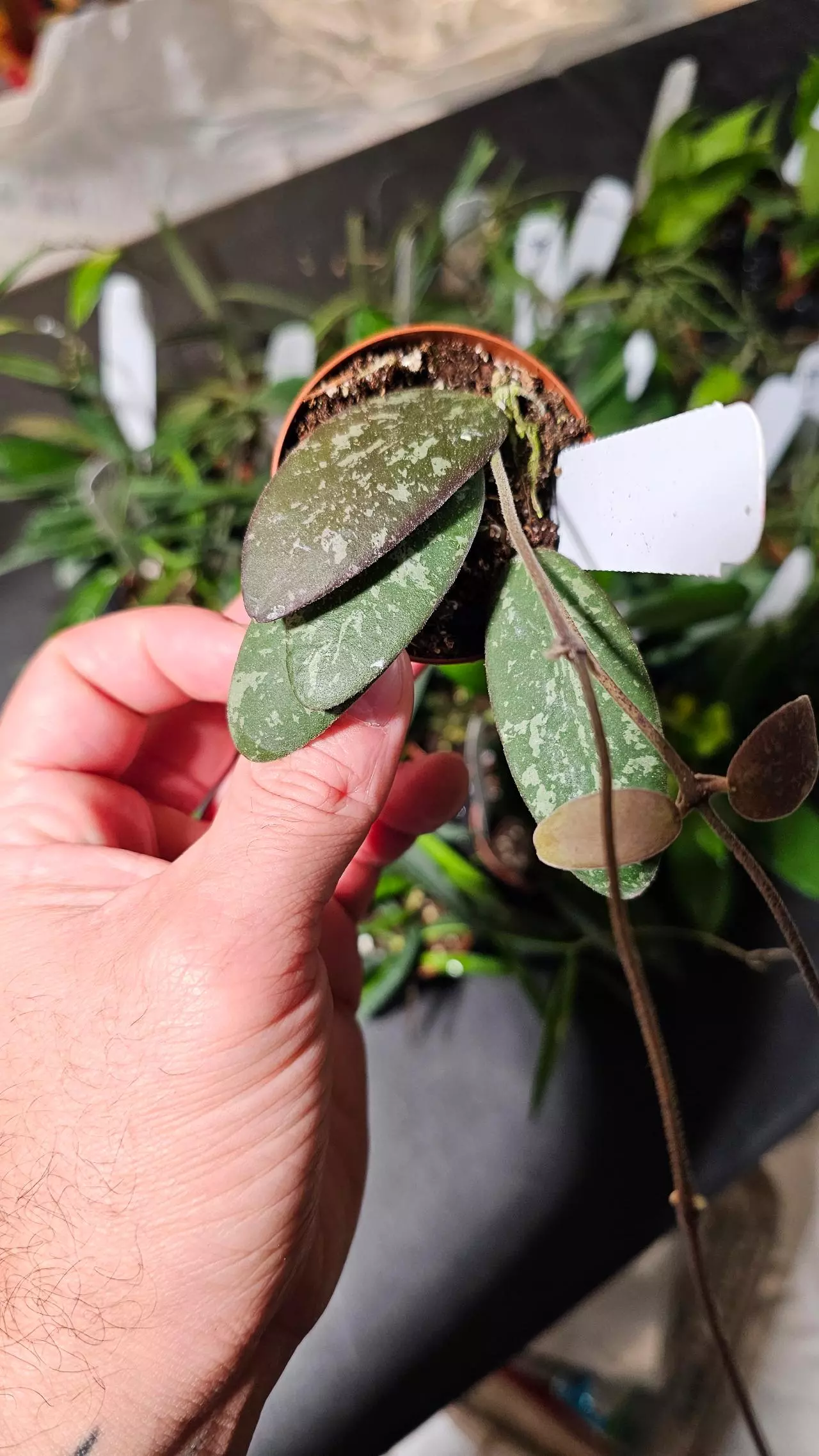 plant/Hoya Sigillatis 2in-1