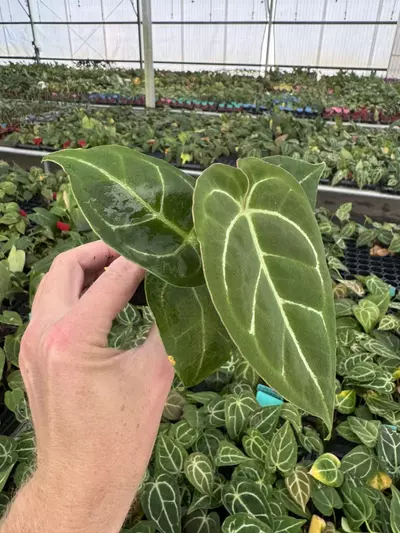 plant/Seed grown anthurium Carlablackiae x Magnificum verde starter plant growers choi-3-thumbnail