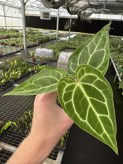 plant/Seed grown anthurium Warocqueanum x green mamba starter plant growers choice-1-thumbnail