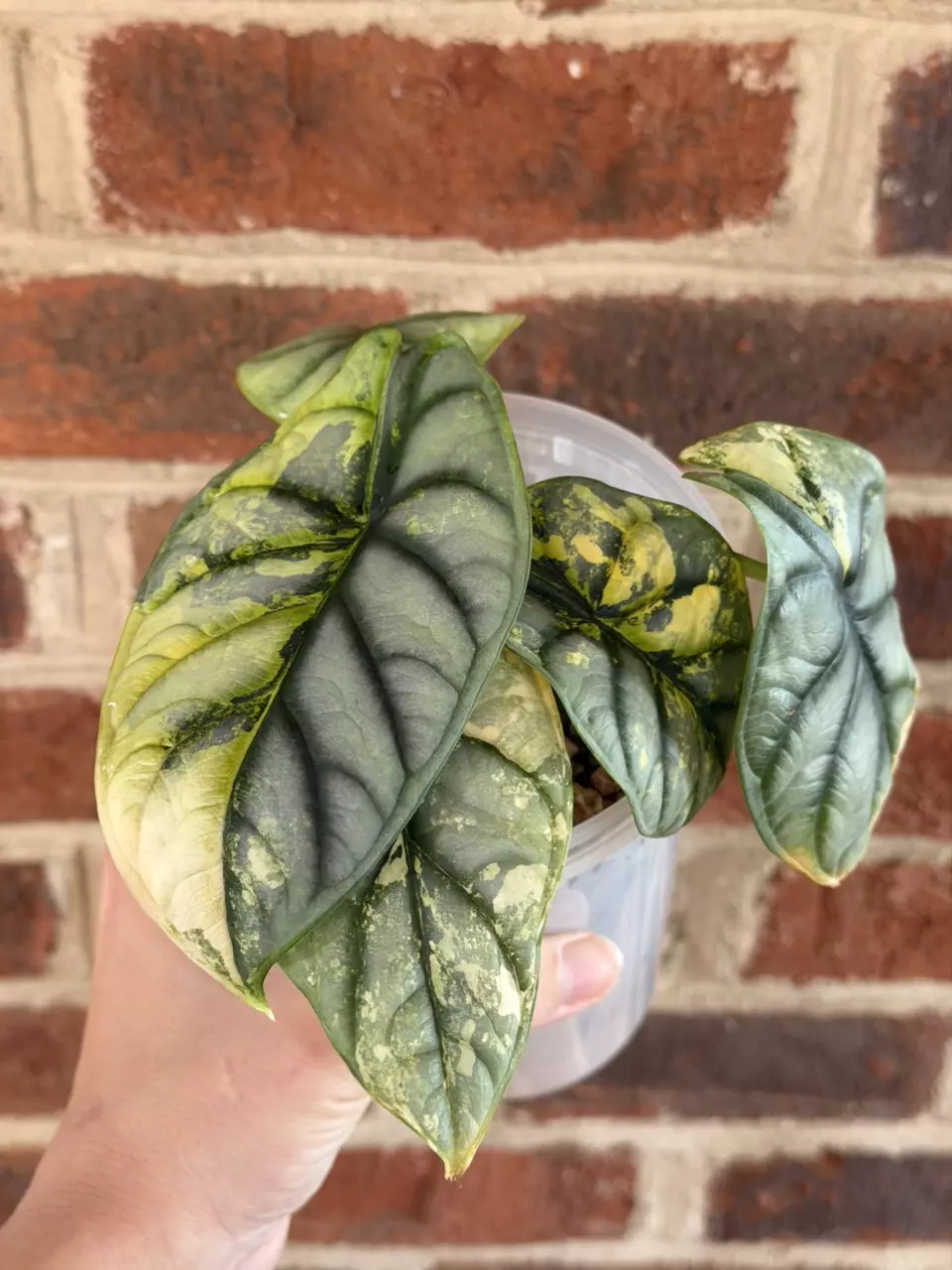 plant/Alocasia Silver Dragon Aurea Corming size!!-0