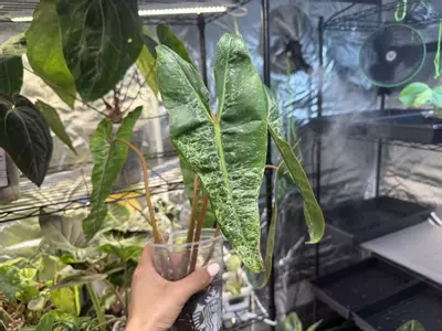 plant/Albo Variegated Billietae-3-thumbnail