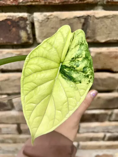 plant/Alocasia Dragon Scale Albo-0-thumbnail