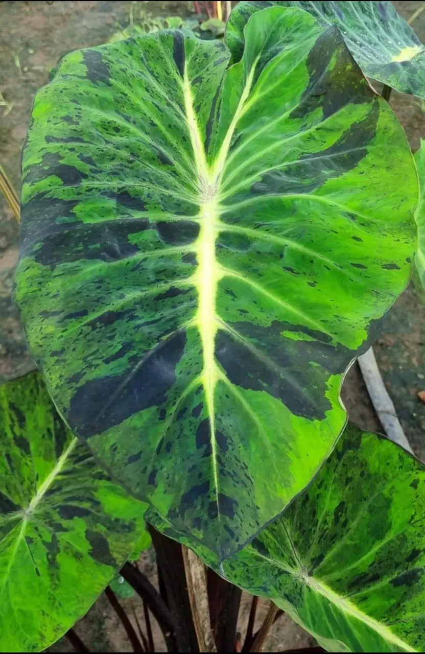 plant/Colocasia mojito revolution starter plant growers choice-0