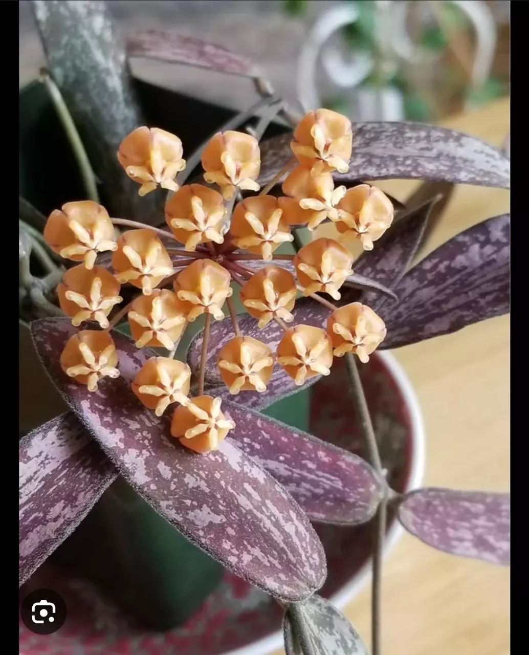 plant/Hoya Sigillatis 2in-0