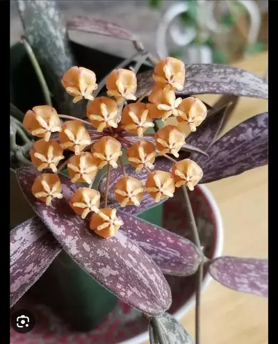 plant/Hoya Sigillatis 2in-0-thumbnail