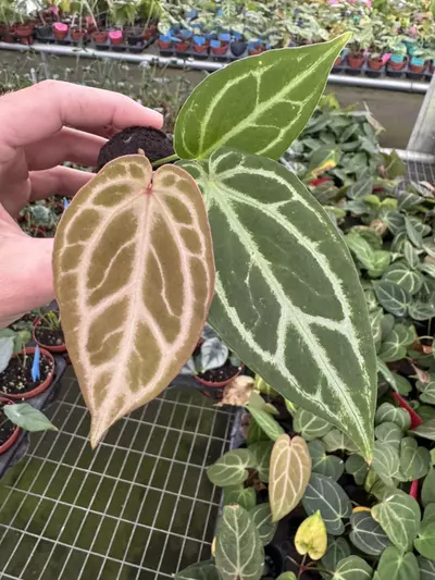 plant/Seed grown anthurium Warocqueanum x crystallinum dark form starter plant growers-1-thumbnail