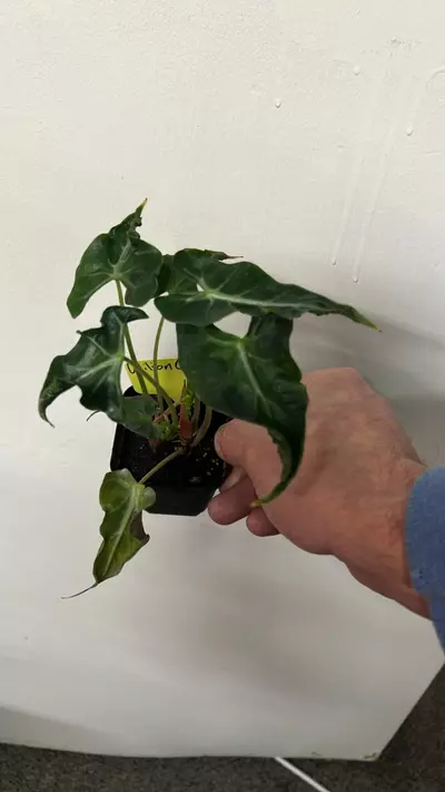 plant/Alocasia Frydek Tattoo-0-thumbnail