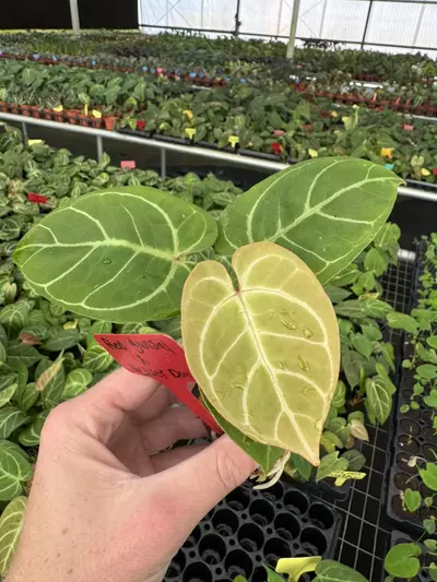 plant/Seed grown anthurium red gunsal x velvet domino starter plant growers choice-1-thumbnail