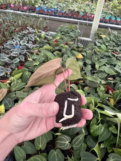 plant/Seed grown anthurium Warocqueanum x xone starter plant growers choice-7-thumbnail