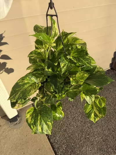 plant/Golden Pothos-0-thumbnail