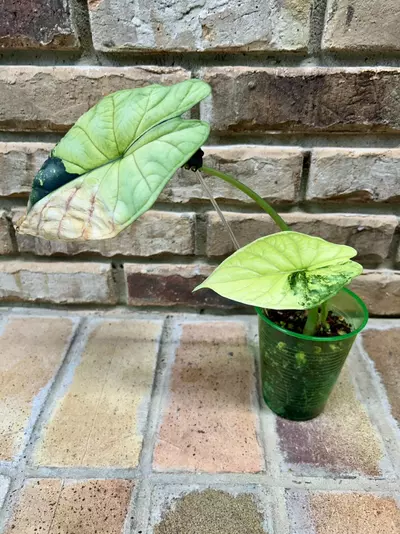 plant/Alocasia Dragon Scale Albo-1-thumbnail