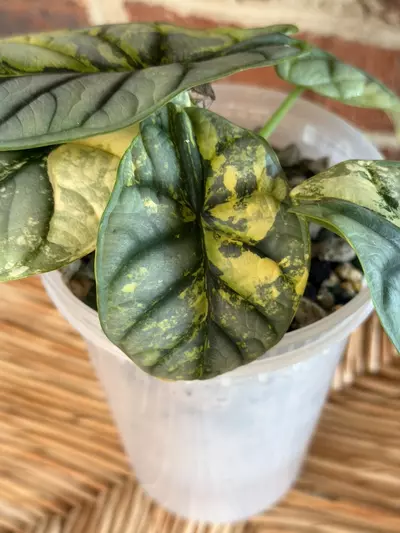 plant/Alocasia Silver Dragon Aurea Corming size!!-2-thumbnail