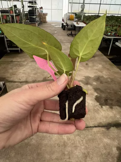 plant/Seed grown anthurium darkest panama x dark mama starter plant growers choice-7-thumbnail