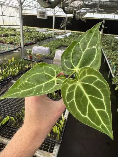 plant/Seed grown anthurium Warocqueanum x green mamba starter plant growers choice-2-thumbnail