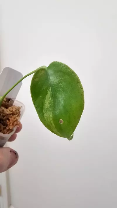 plant/Monstera Yellow Marilyn-4-thumbnail