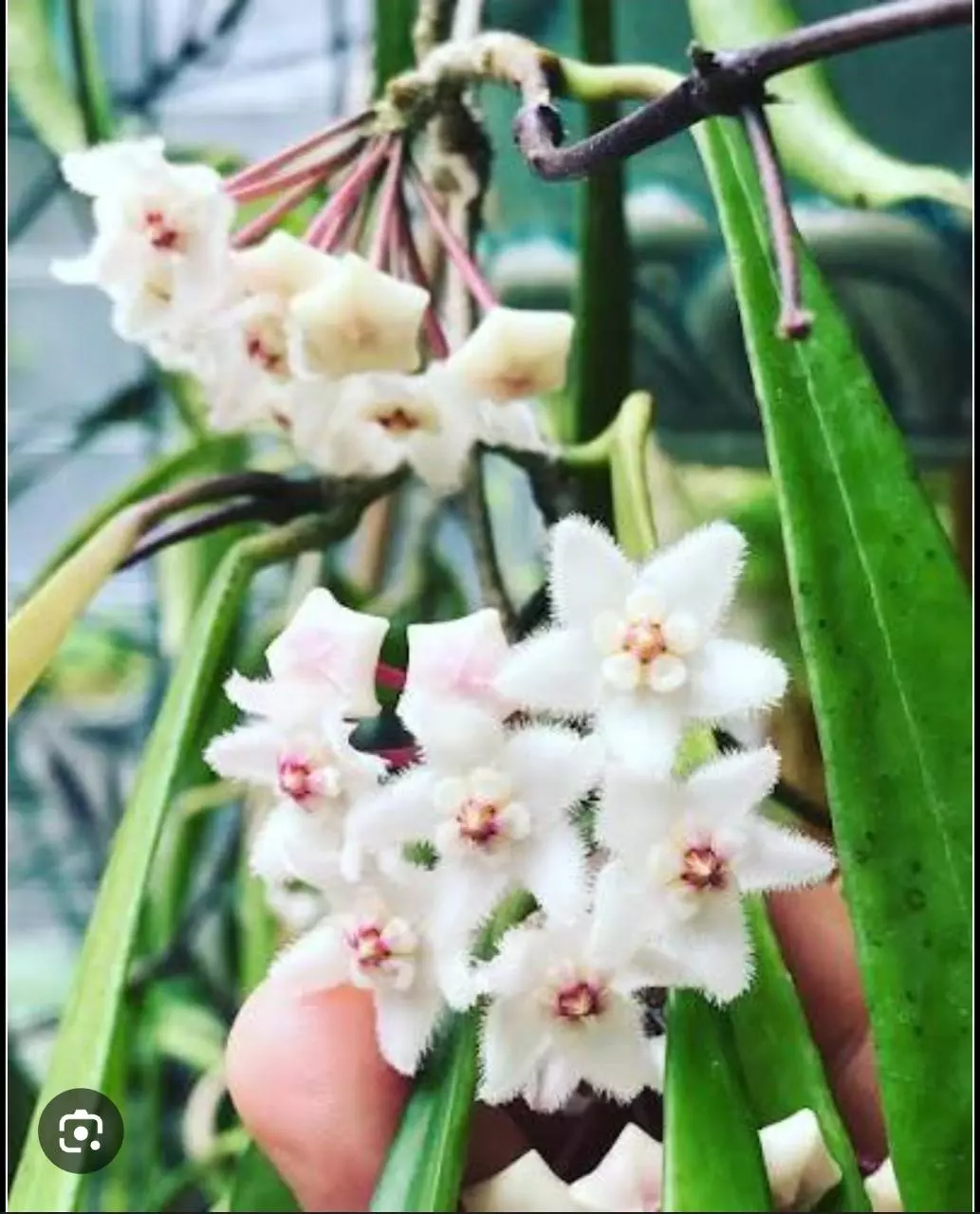 plant/Hoya Longicilia 2in-0
