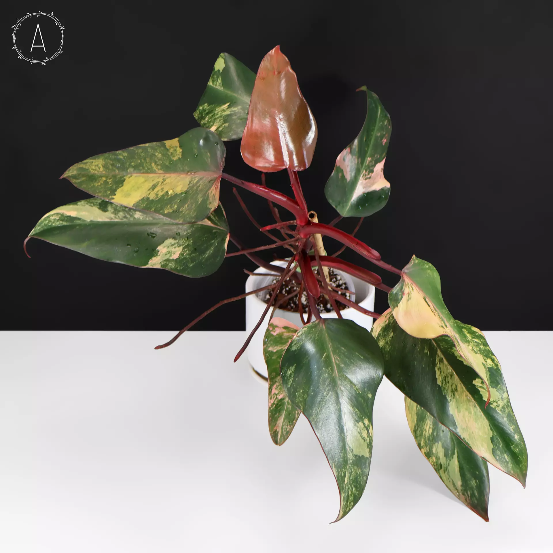 plant/Philodendron Strawberry Shake-0