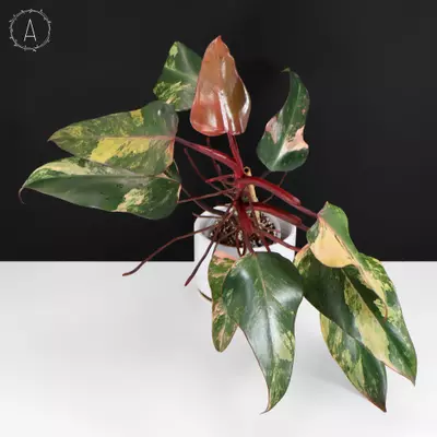 plant/Philodendron Strawberry Shake-0-thumbnail