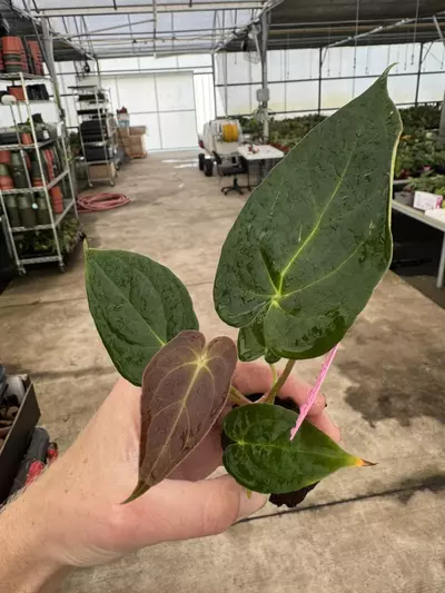 plant/Seed grown anthurium darkest panama x dark mama starter plant growers choice-5-thumbnail