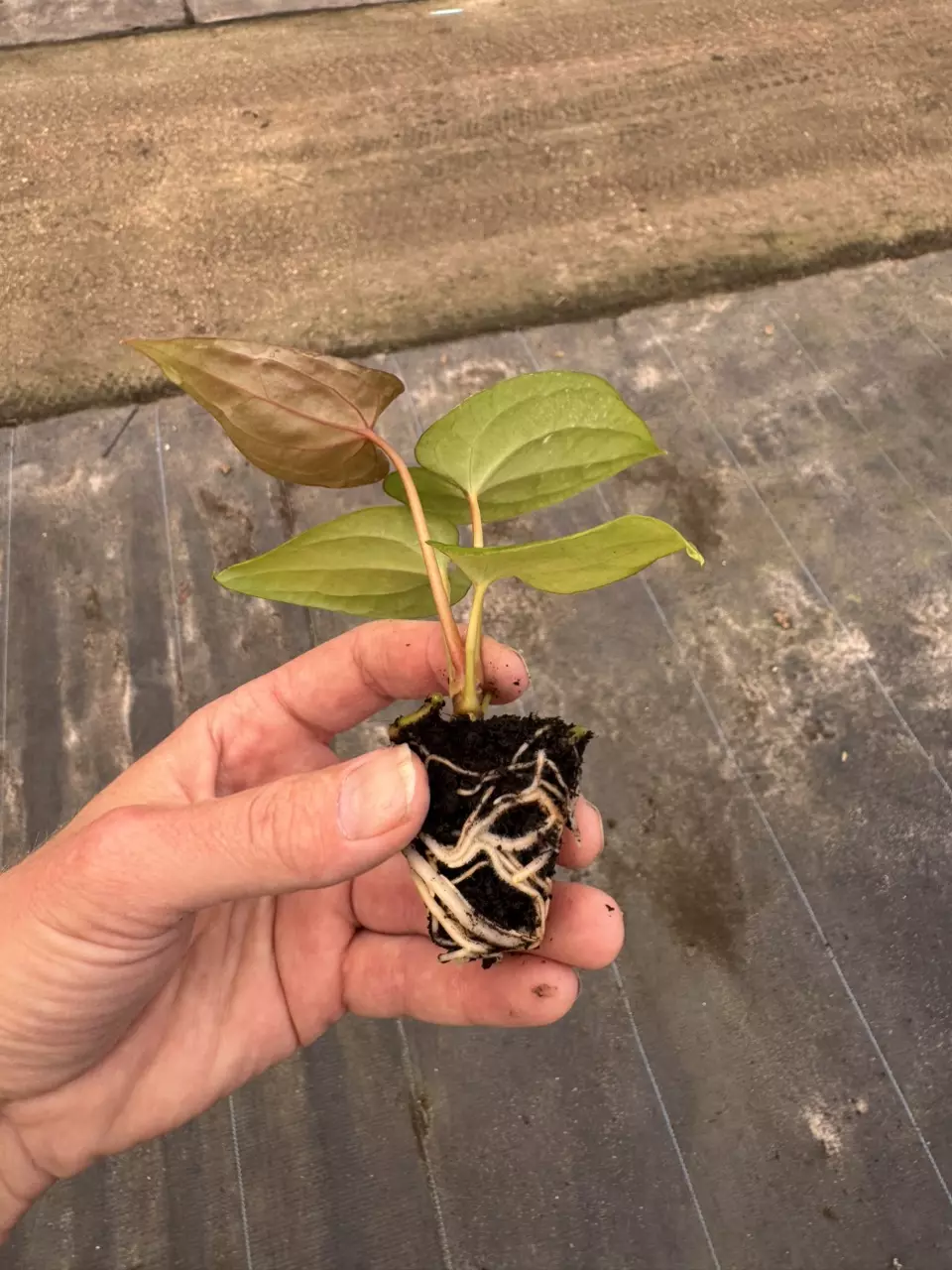 plant/Anthurium red vein dark phoenix x papillilaminum starter plant growers choice-6