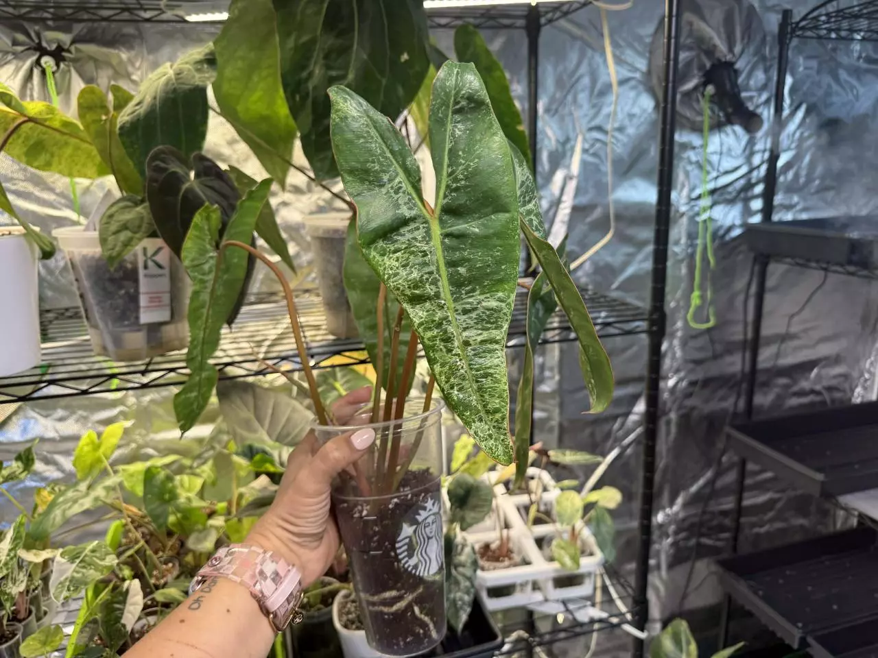 plant/Albo Variegated Billietae-0