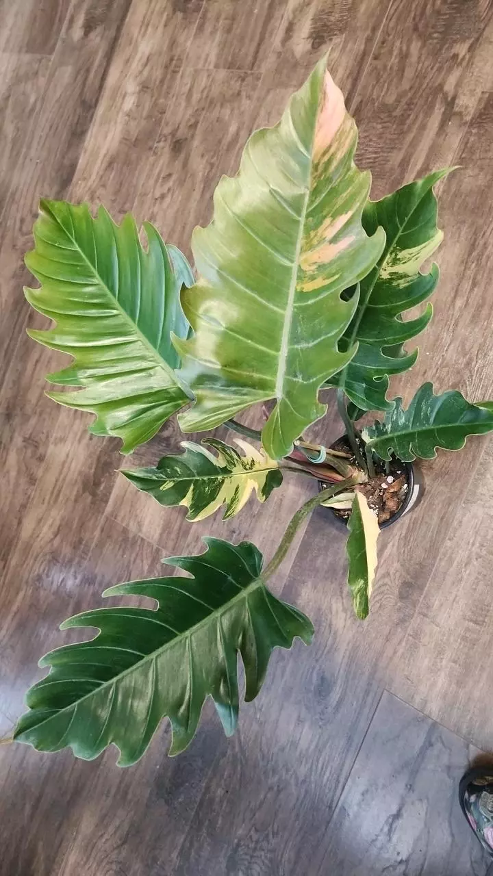 plant/Philodendron Caramel Marble Low Color-3