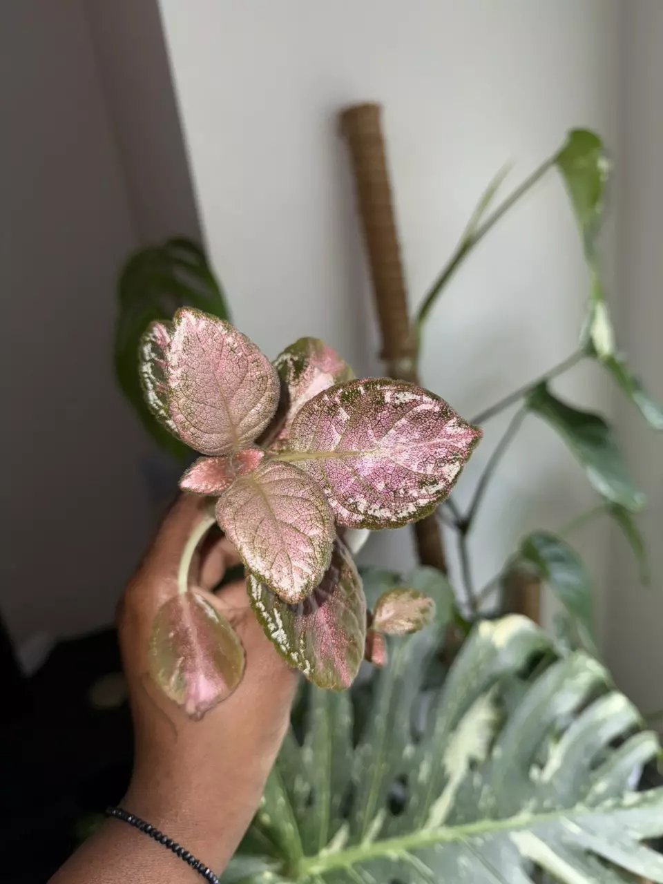 plant/Episcia Tm- Malinka-0