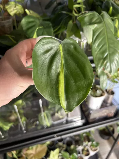 plant/Philodendron Brazil rooted cutting-0-thumbnail
