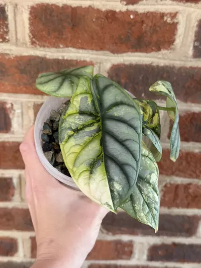 plant/Alocasia Silver Dragon Aurea Corming size!!-3-thumbnail