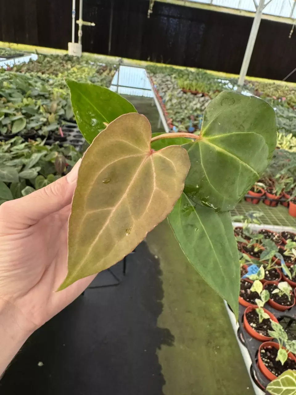 plant/Seed grown anthurium galaxy X blue papillilaminum starter plant growers choice-1