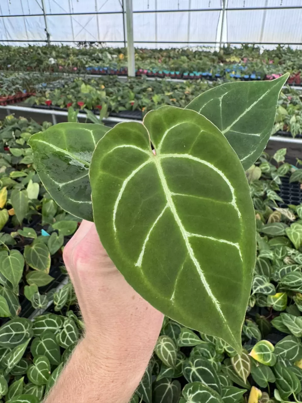 plant/Seed grown anthurium Carlablackiae x Magnificum verde starter plant growers choi-1