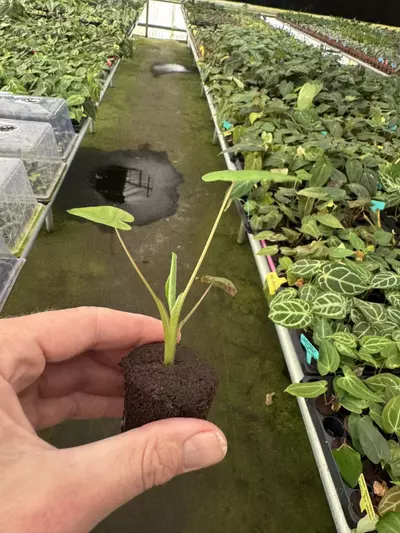 plant/Colocasia mojito revolution starter plant growers choice-6-thumbnail