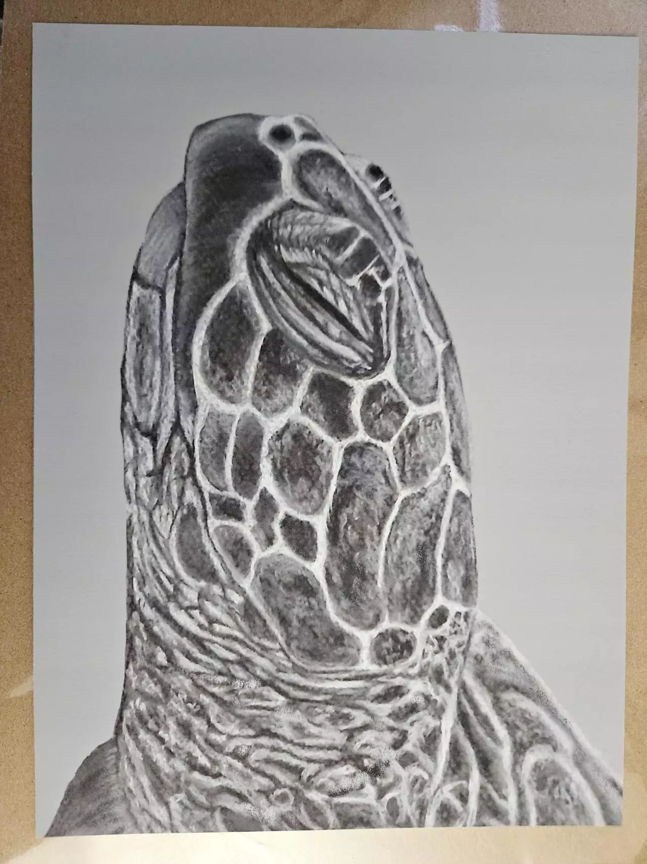 plant/9x12" seaturtle print-1