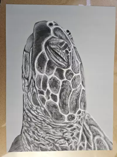 plant/9x12" seaturtle print-1-thumbnail