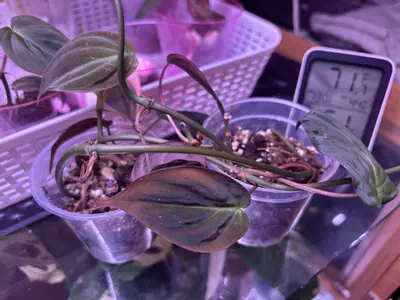 plant/Two in one micans-0-thumbnail