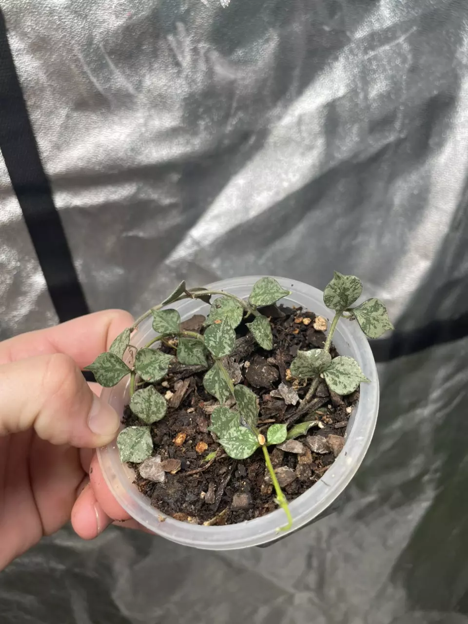 plant/Hoya Curtsii (1)-0