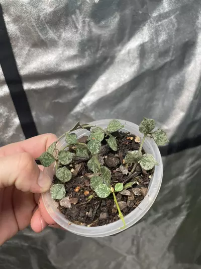 plant/Hoya Curtsii (1)-0-thumbnail