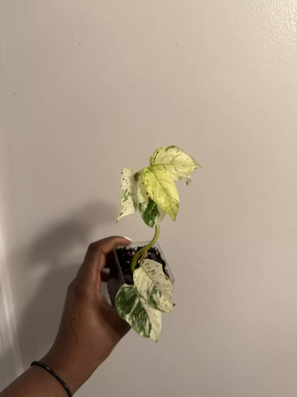 plant/Rhaphidophora Puberula Variegated-0