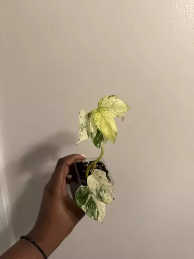 plant/Rhaphidophora Puberula Variegated-0-thumbnail