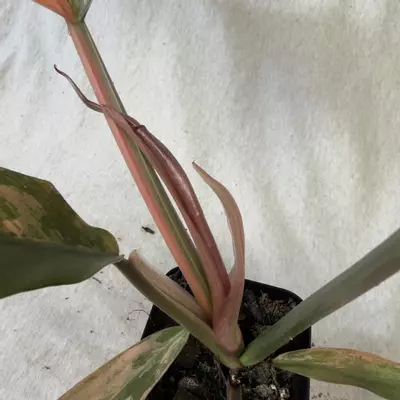 plant/Philodendron Caramel Marble - Exact Plant-2-thumbnail