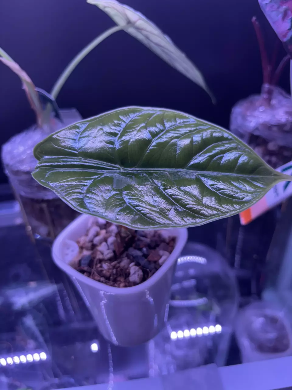 plant/Alocasia unicorn-0