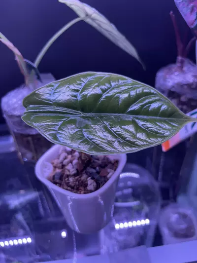 plant/Alocasia unicorn-0-thumbnail