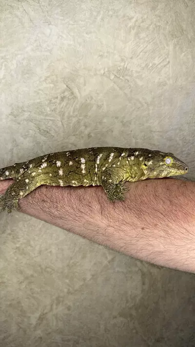 plant/Nu Ana x Nu Ami leachie (female)-4-thumbnail