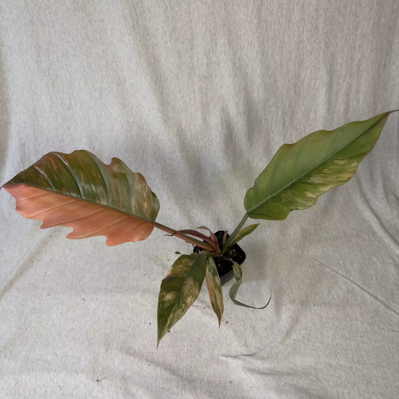plant/Philodendron Caramel Marble - Exact Plant-1