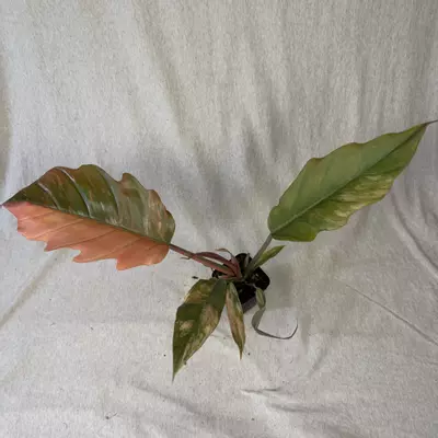 plant/Philodendron Caramel Marble - Exact Plant-1-thumbnail